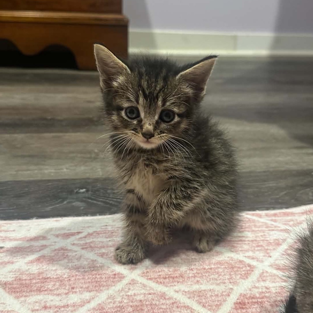 CHAI - Domestic Shorthair available for adoption