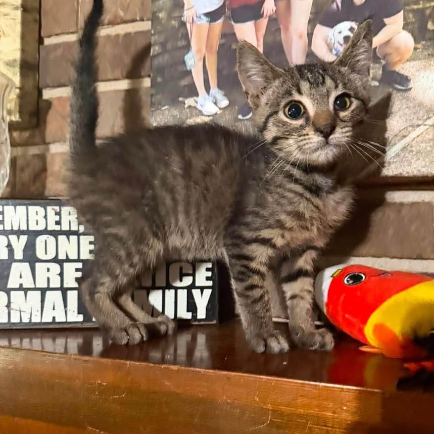 BA BA - Domestic Shorthair available for adoption