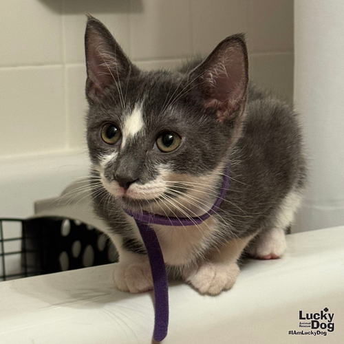 ZAXBY - Domestic Shorthair available for adoption