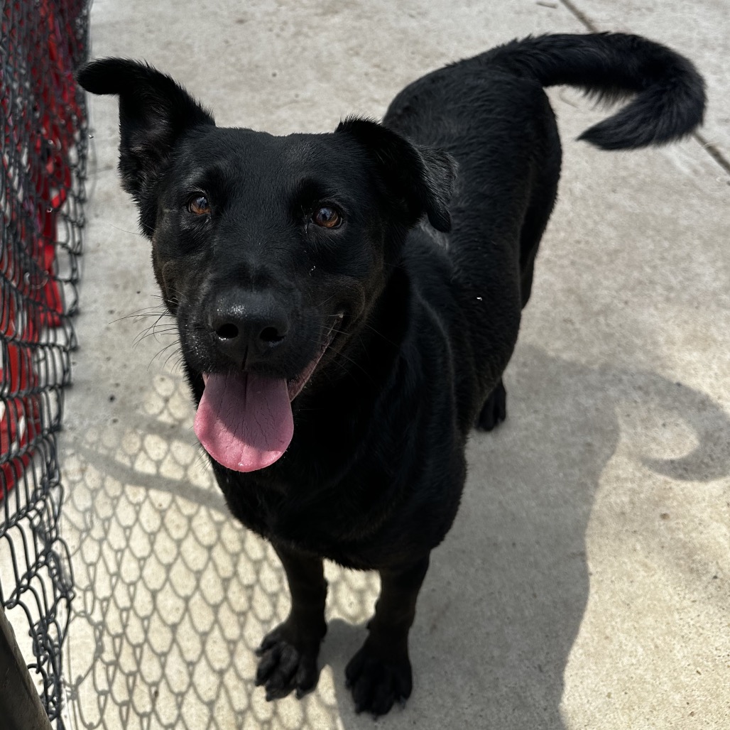 MAVIS - Retriever / Black Labrador available for adoption