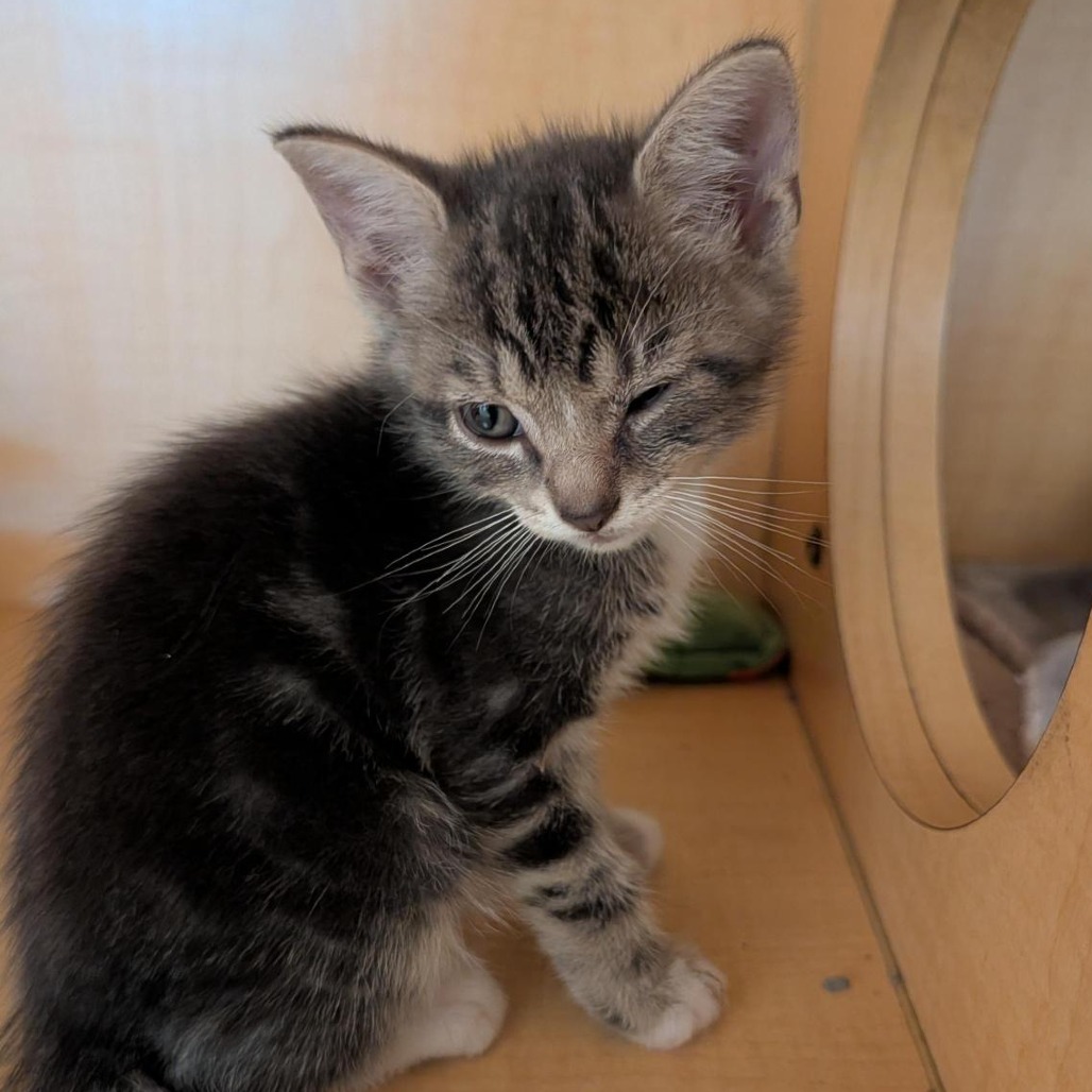 BLENDER - Domestic Shorthair available for adoption