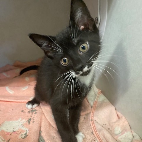 TOMMY - Domestic Shorthair available for adoption