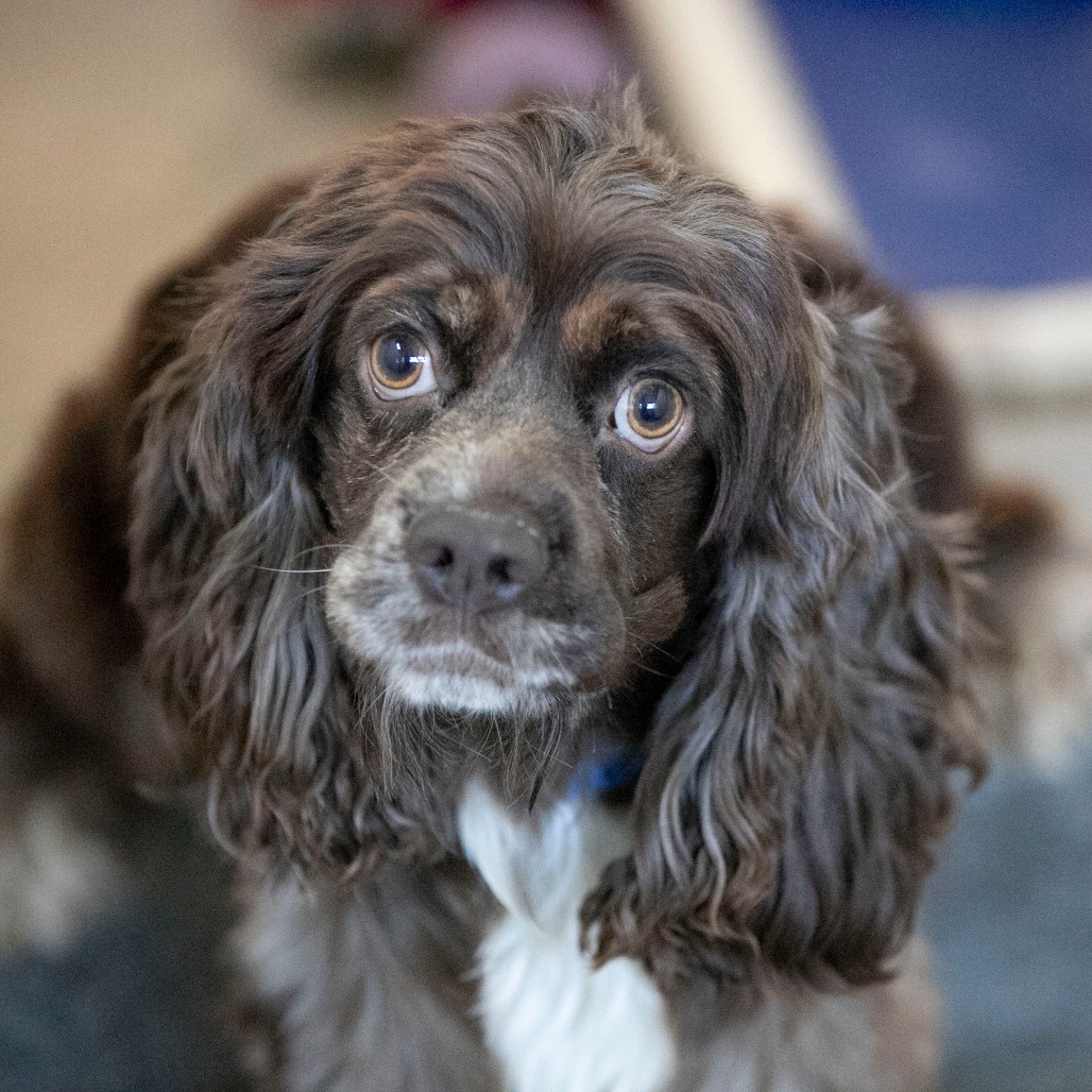 COOPER (OT26-36) - Spaniel / Cocker available for adoption