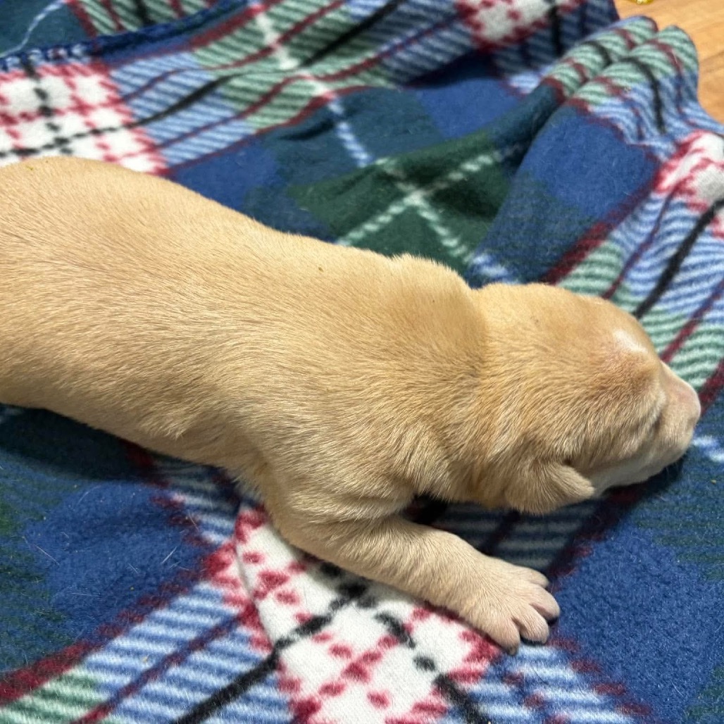 Kentucky Blue, an adoptable Mixed Breed (Medium)