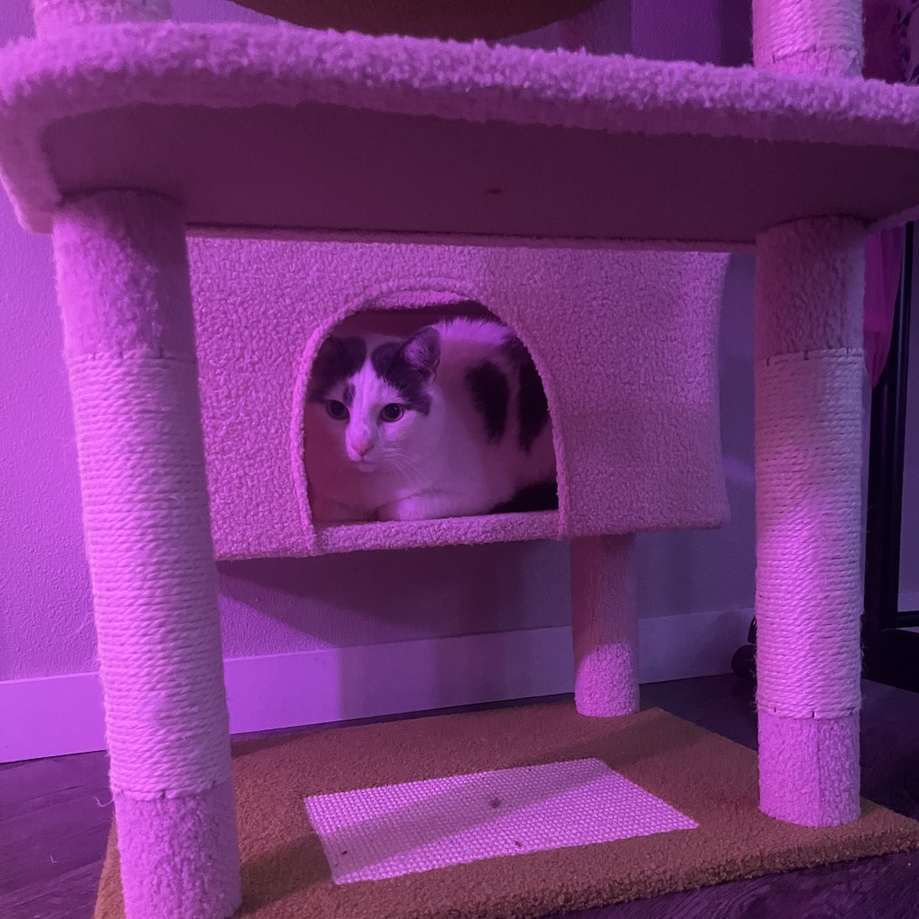 Fawn--In Foster, photo 15