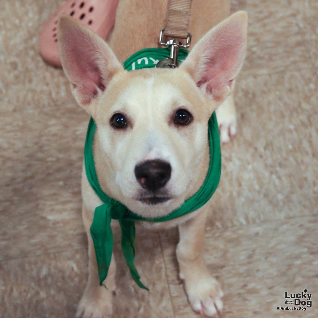 ISSA - Shepherd, Australian / Cattle Dog available for adoption