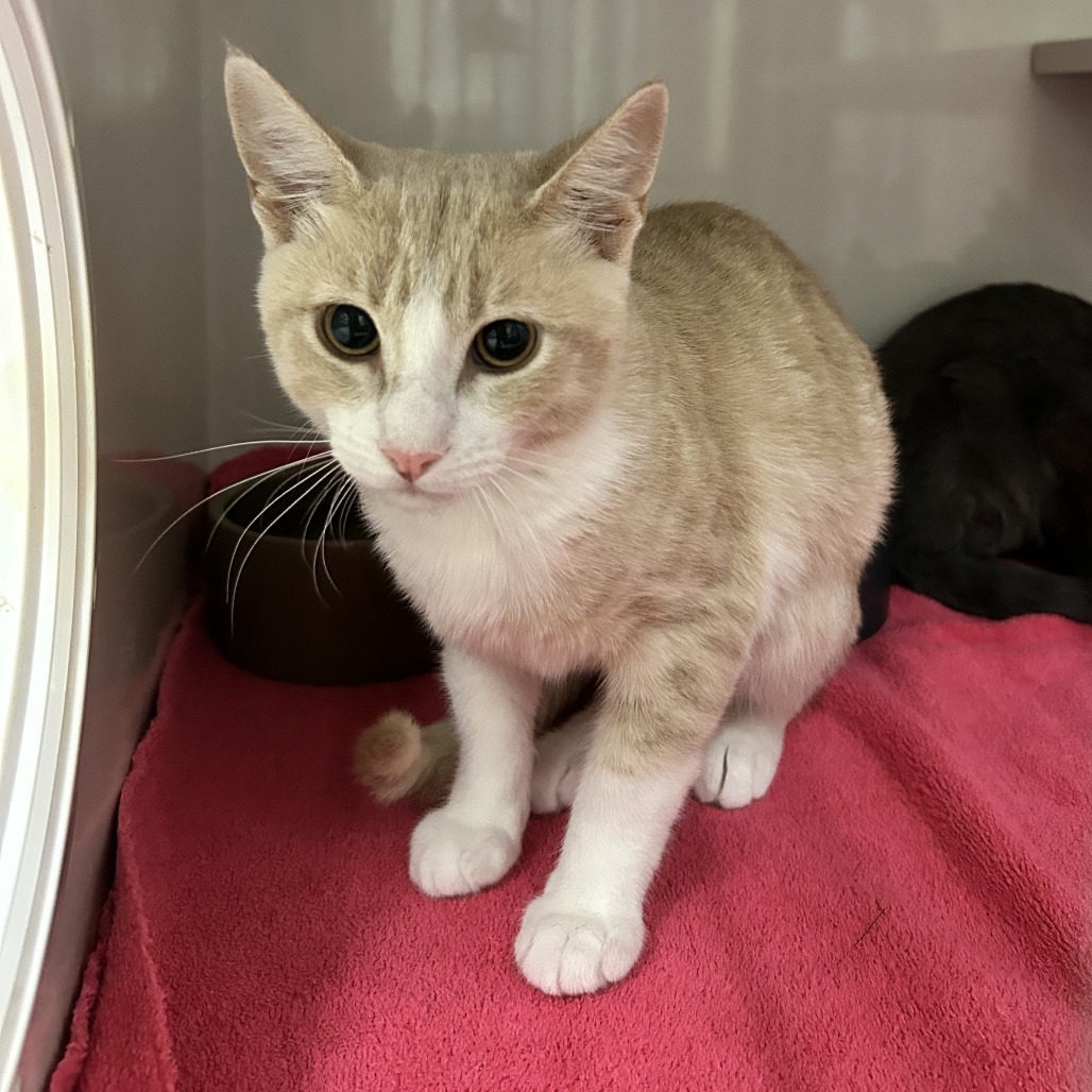 Fox - Domestic Shorthair