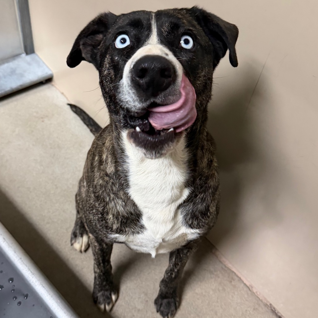 Kennel#13b(Abu)'s preview photo