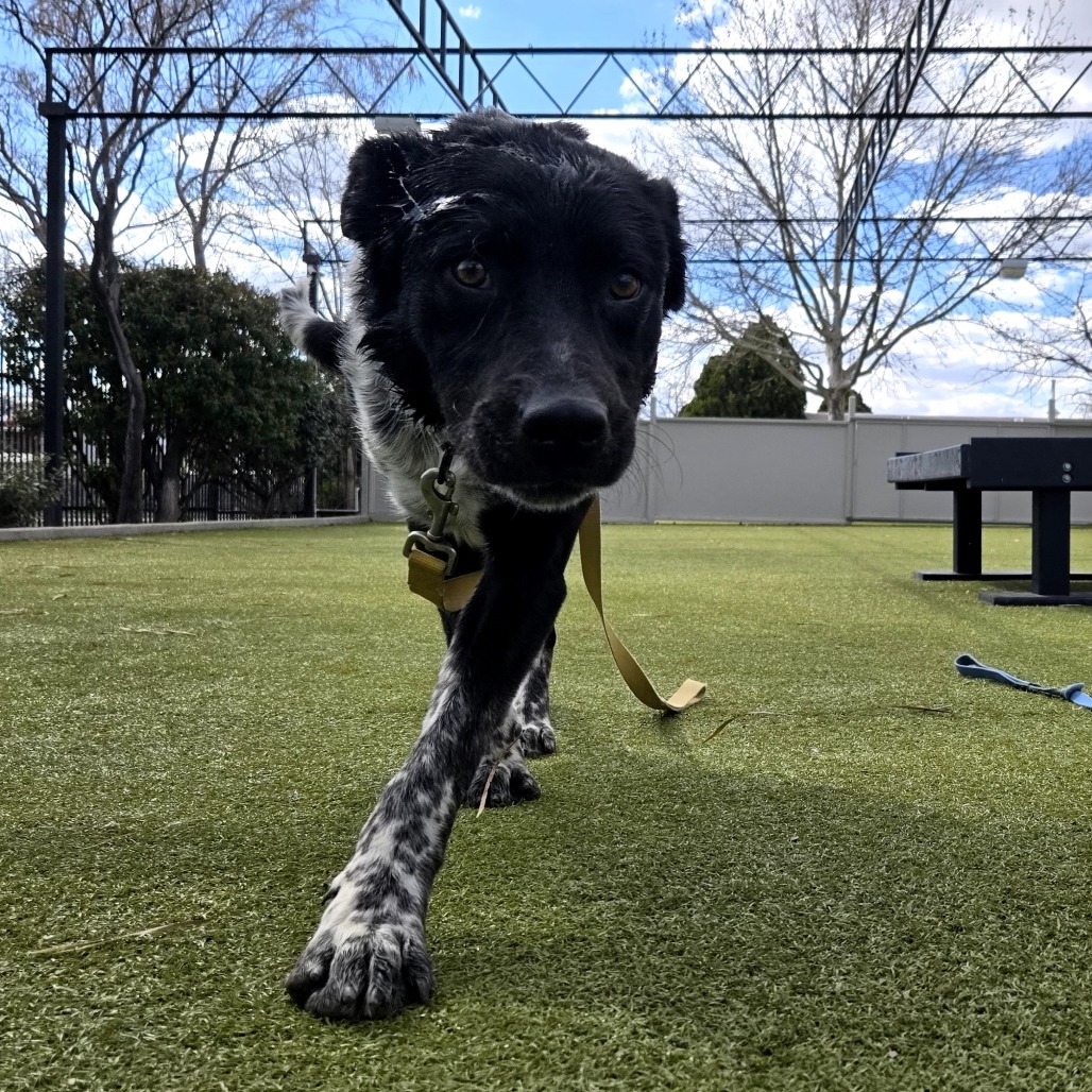 Ralph — thumbnail 4