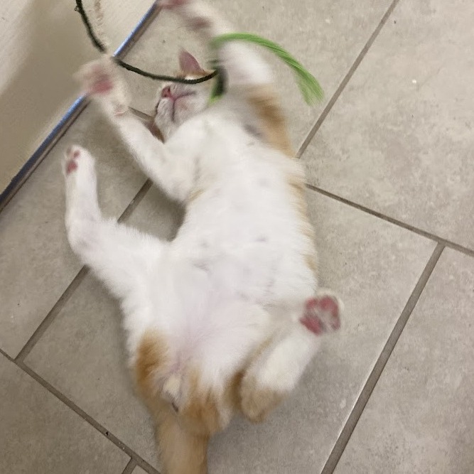 Bonnie — thumbnail 10