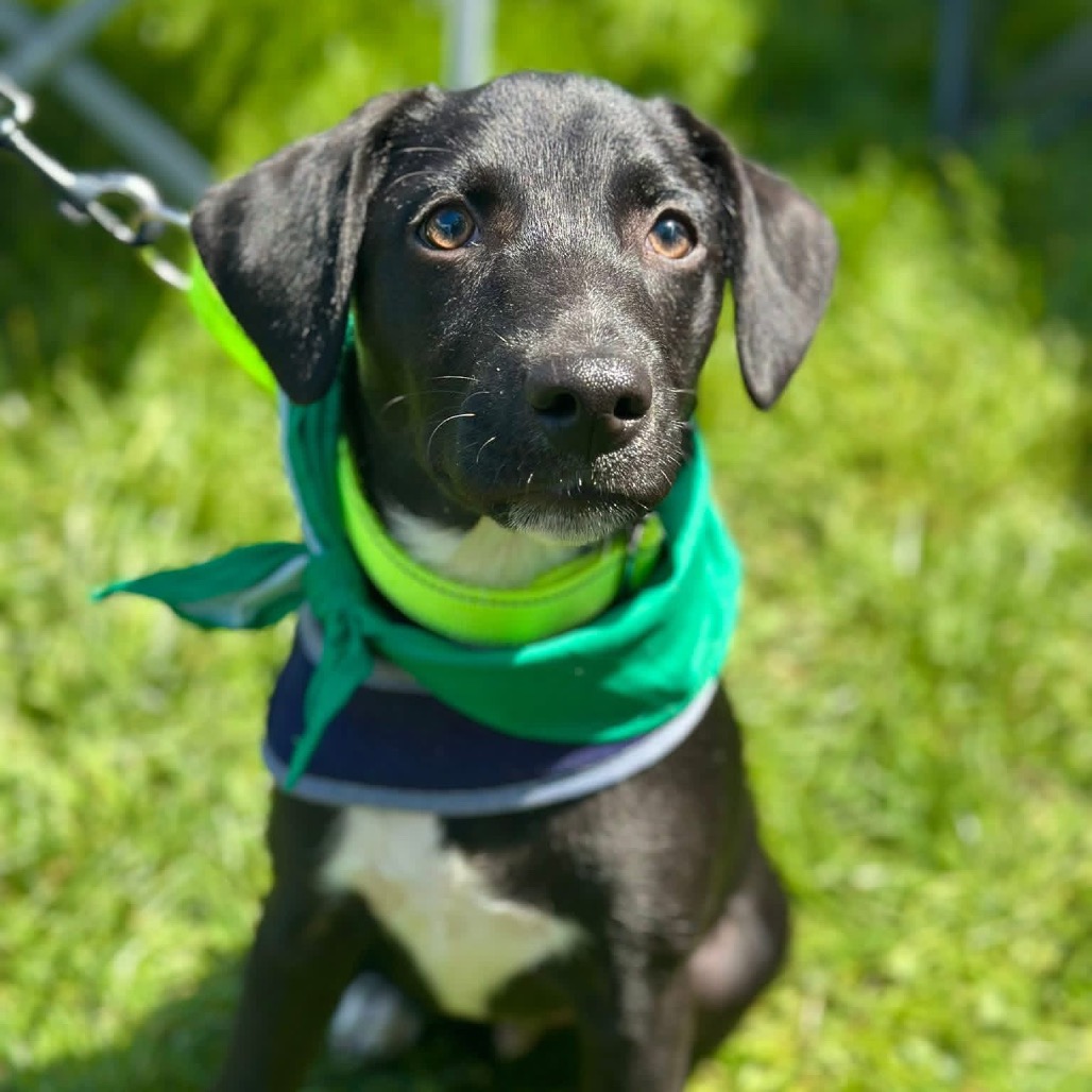 Black Blue Lacy/Mixed Breed (Medium) Dog