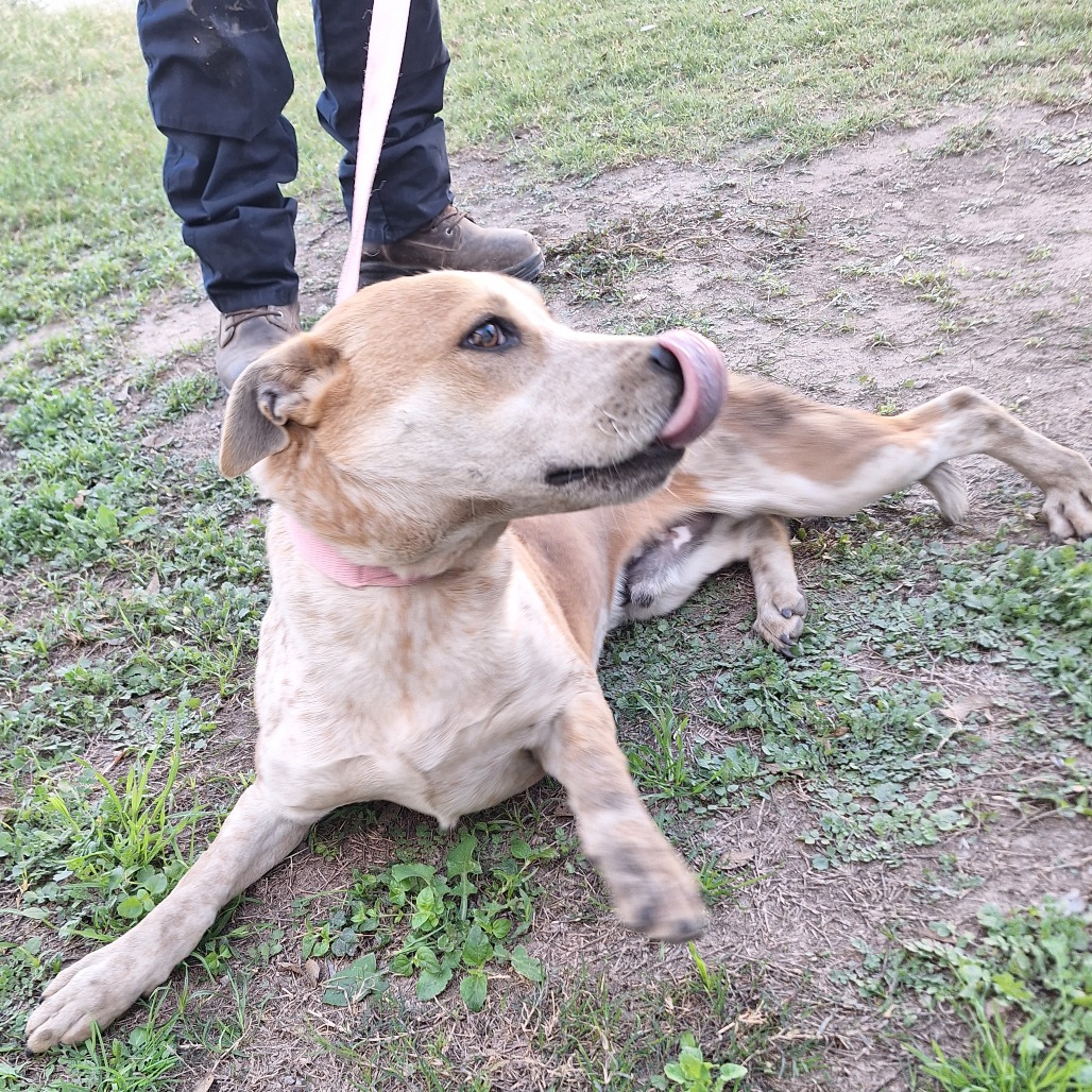 Almond Joy — thumbnail 8