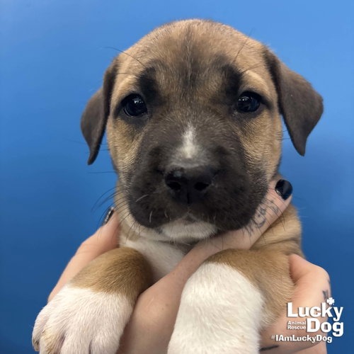 PETUNIA - Mixed Breed (Small) available for adoption