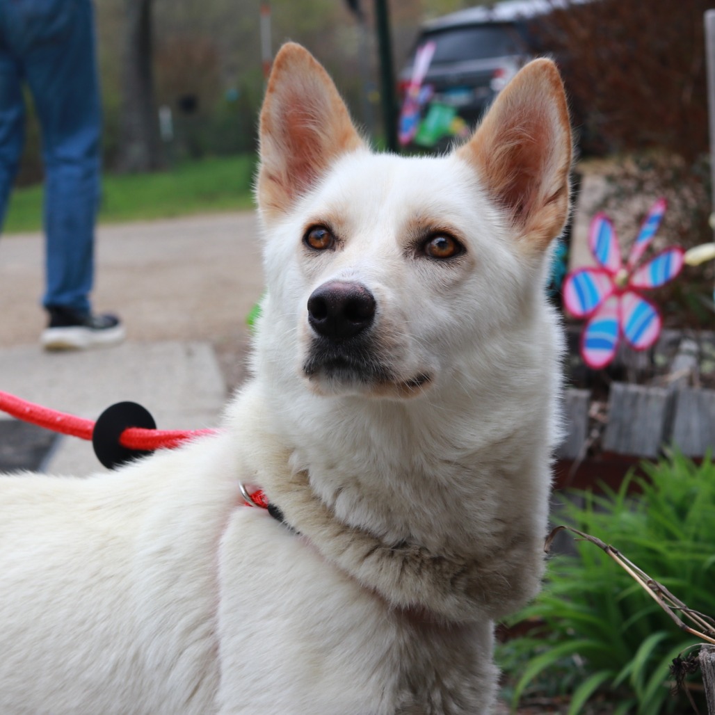 CT Novalee (Foster in Pawcatuck, CT)