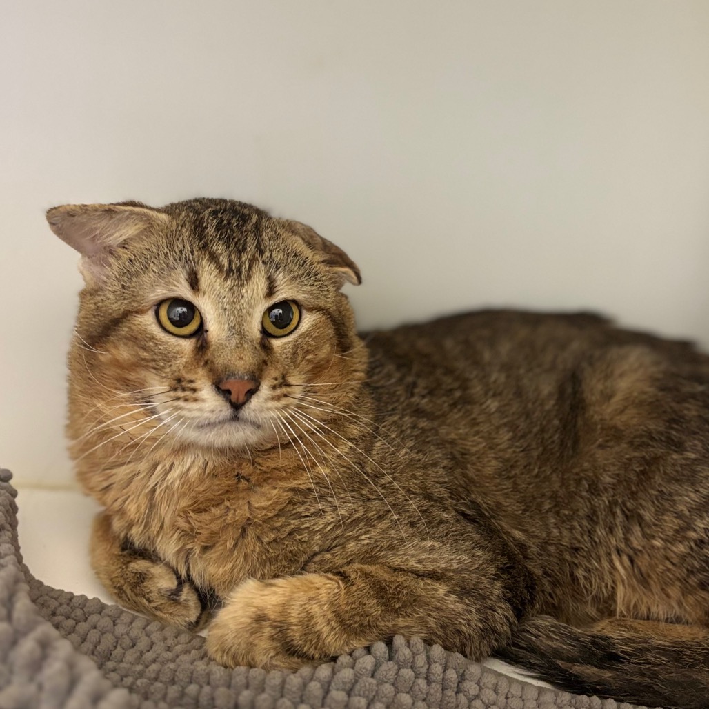 CLIVE - Domestic Shorthair / Mix available for adoption