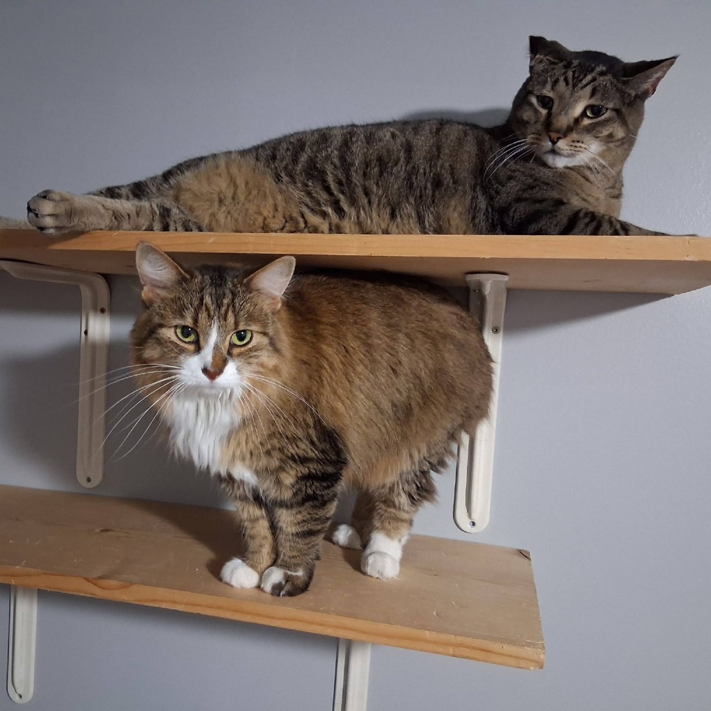 Meowzer--In Foster, photo 3