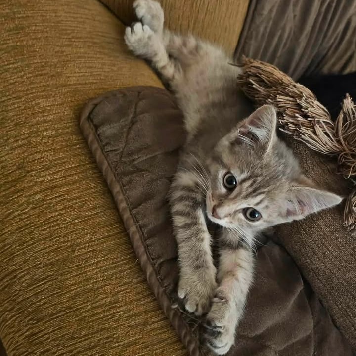 CINDER - Domestic Shorthair available for adoption