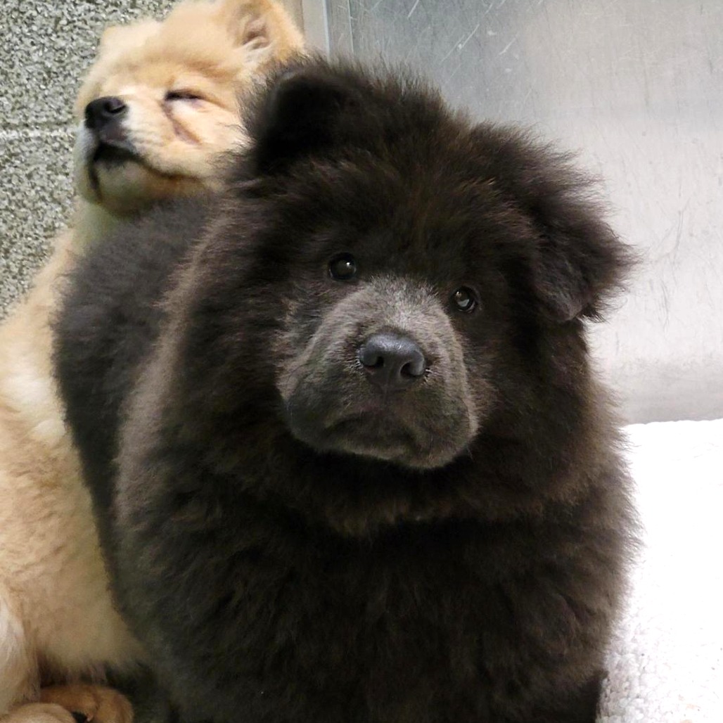ASTRO - Chow Chow available for adoption