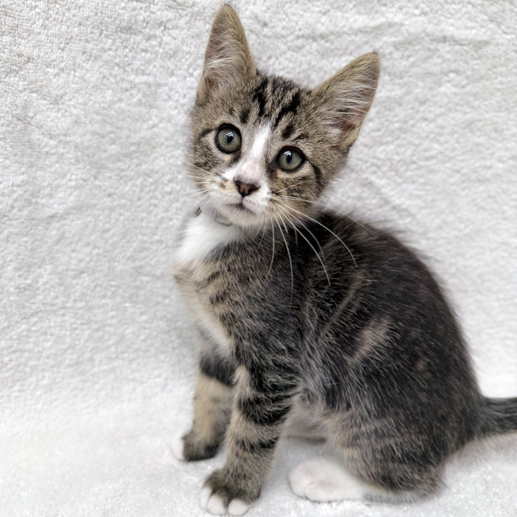 Mittens the Cat