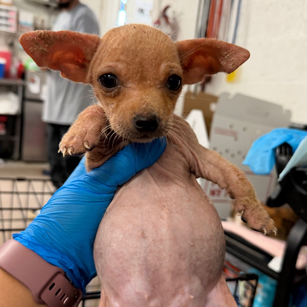 GERBIL - Terrier available for adoption