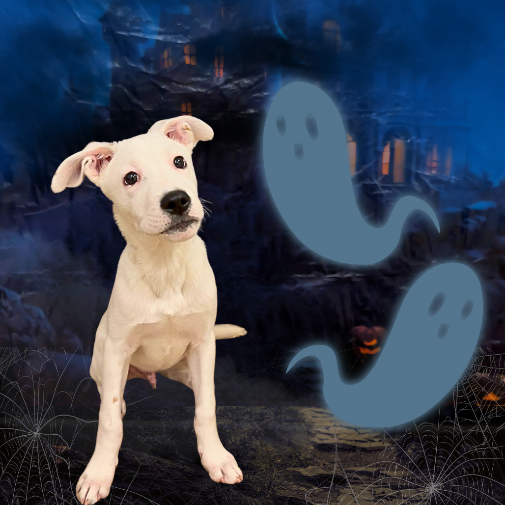 DANNY PHANTOM - Mixed Breed (Medium) / Boxer available for adoption
