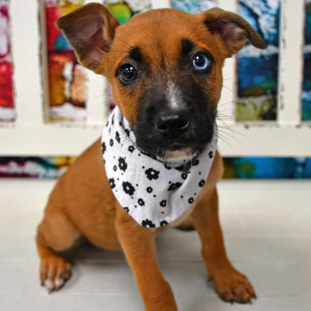 LADY - Black Mouth Cur / Husky available for adoption