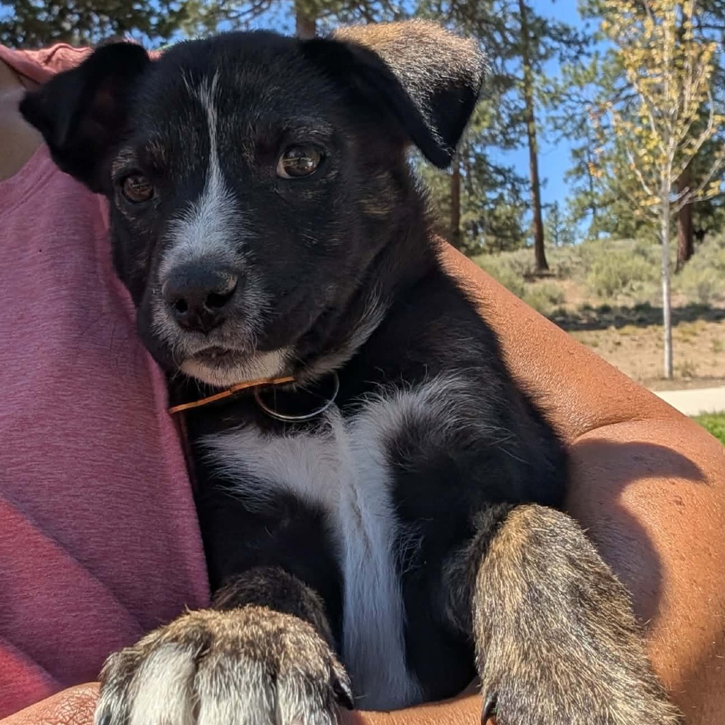 Adele is available for adoption at Street Dog Hero
