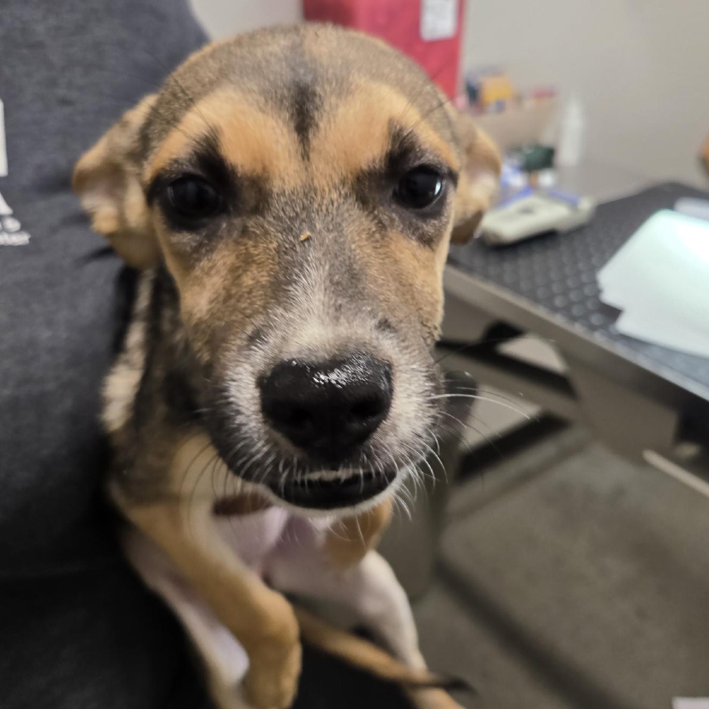 WEDNESDAY - Mixed Breed (Medium) available for adoption
