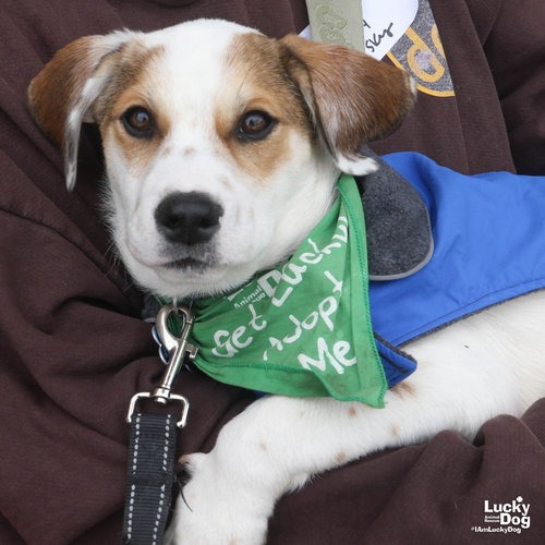 SKY - Cattle Dog, Australian (Red Heeler) / Shepherd available for adoption