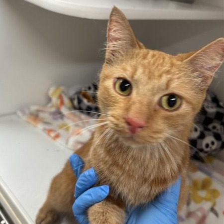 LORAX - Domestic Shorthair available for adoption