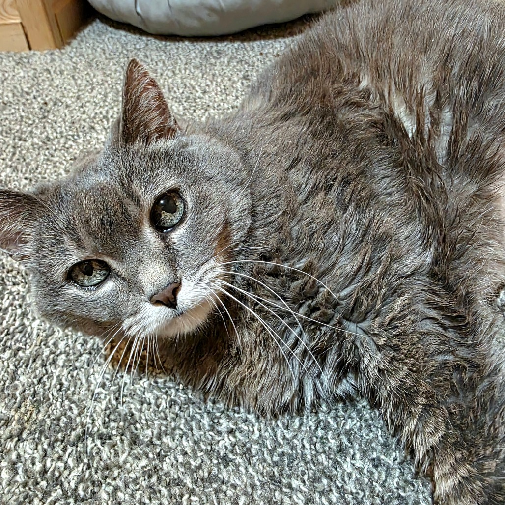 Tallulah C11733