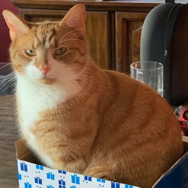 Photo of Tiger