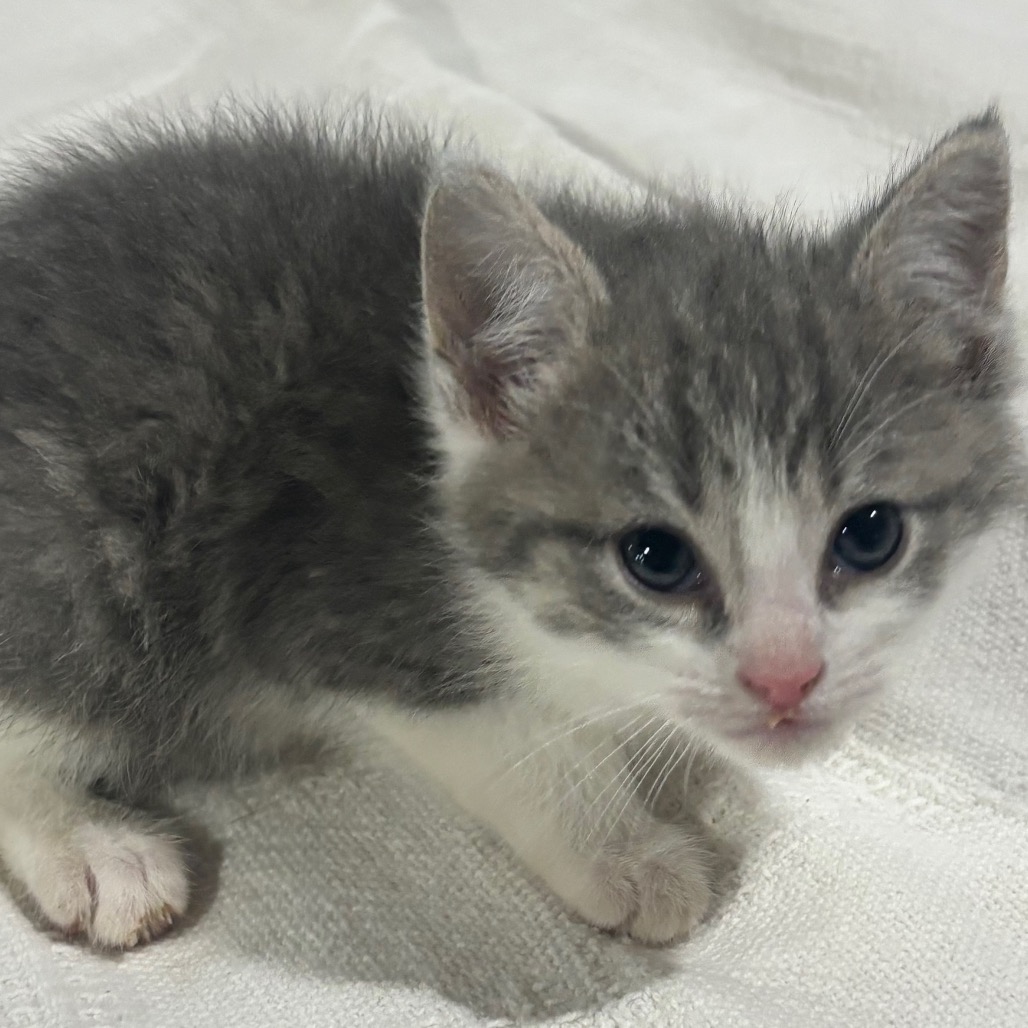 Rascal, photo 2