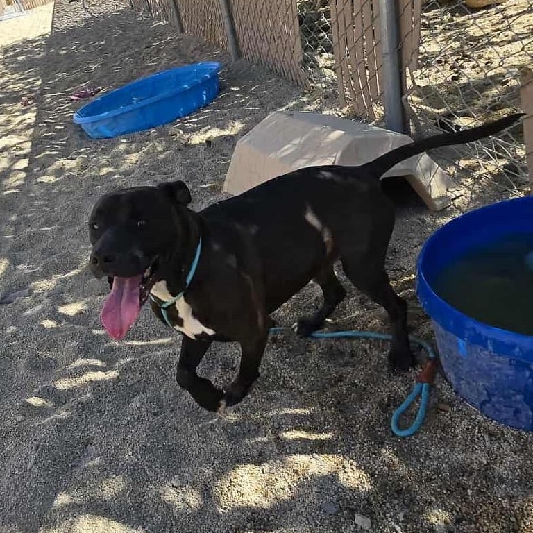 Oswald
