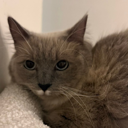 WHITEY - Domestic Shorthair available for adoption