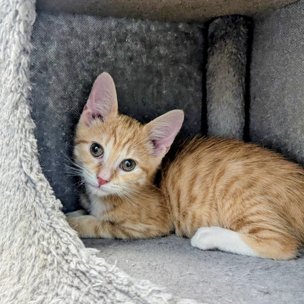 DANTE TORRES - Domestic Shorthair available for adoption