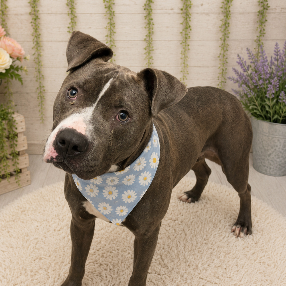 REESE - Terrier / Pit Bull for adoption in Henderson