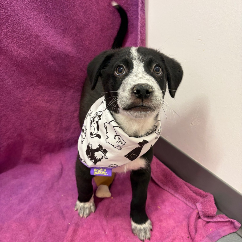 Hank Williams Jr — thumbnail 5