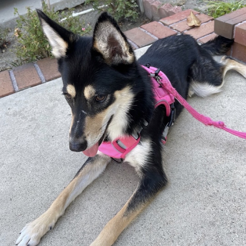 Maggie aka Kallie, photo 3