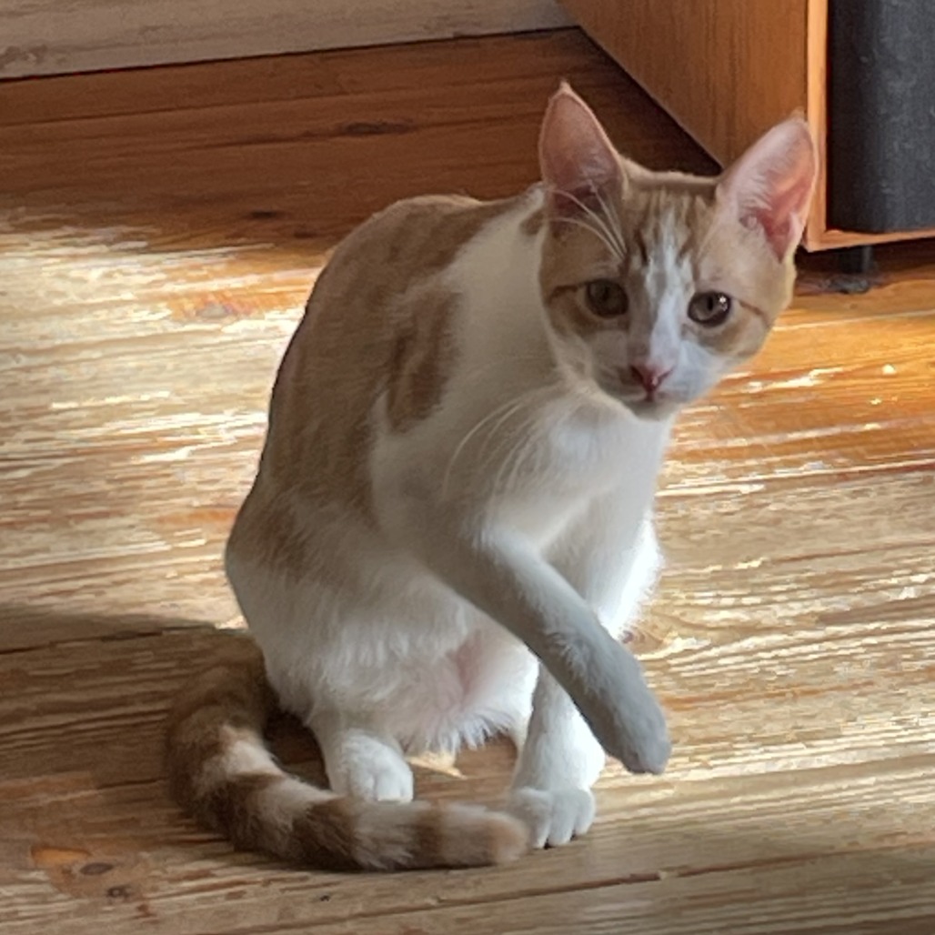 Freya — thumbnail 3