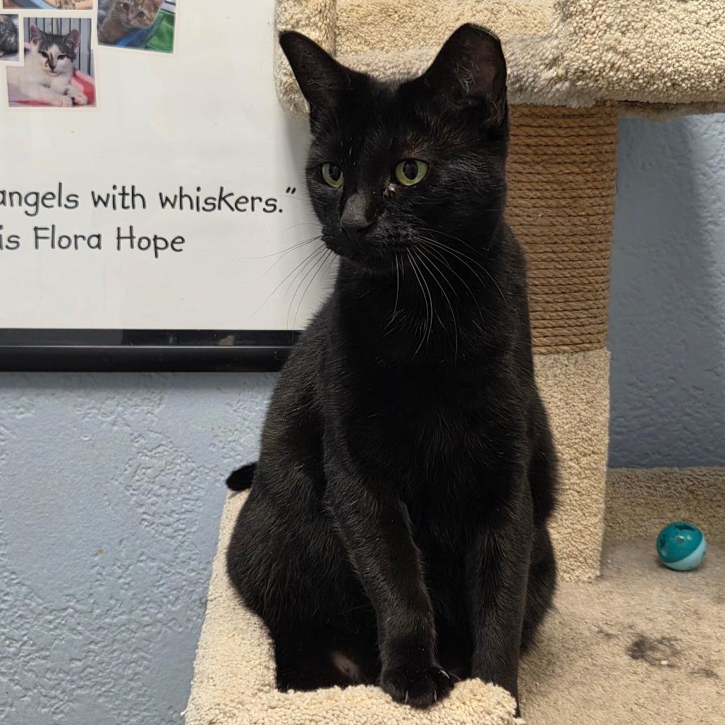 Cat Adoption | Animal Welfare League of Charlotte County | Punta