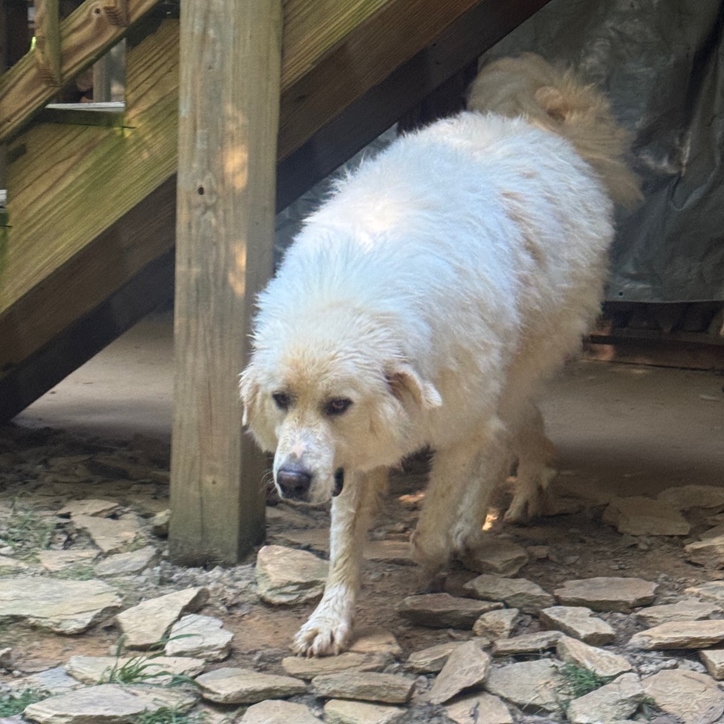 Cooper, photo 7