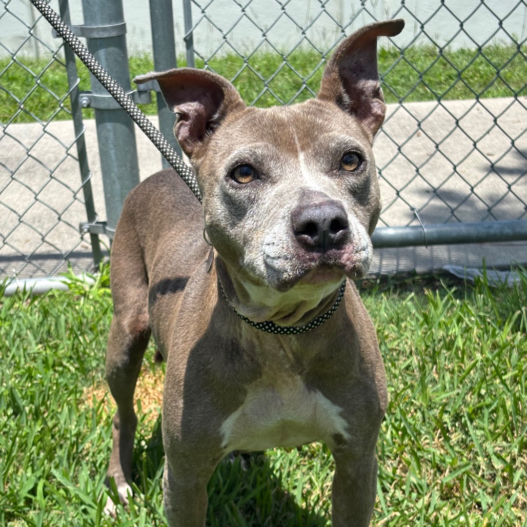 VALENTINA - Terrier, Pit Bull / Mixed Breed (Medium) available for adoption