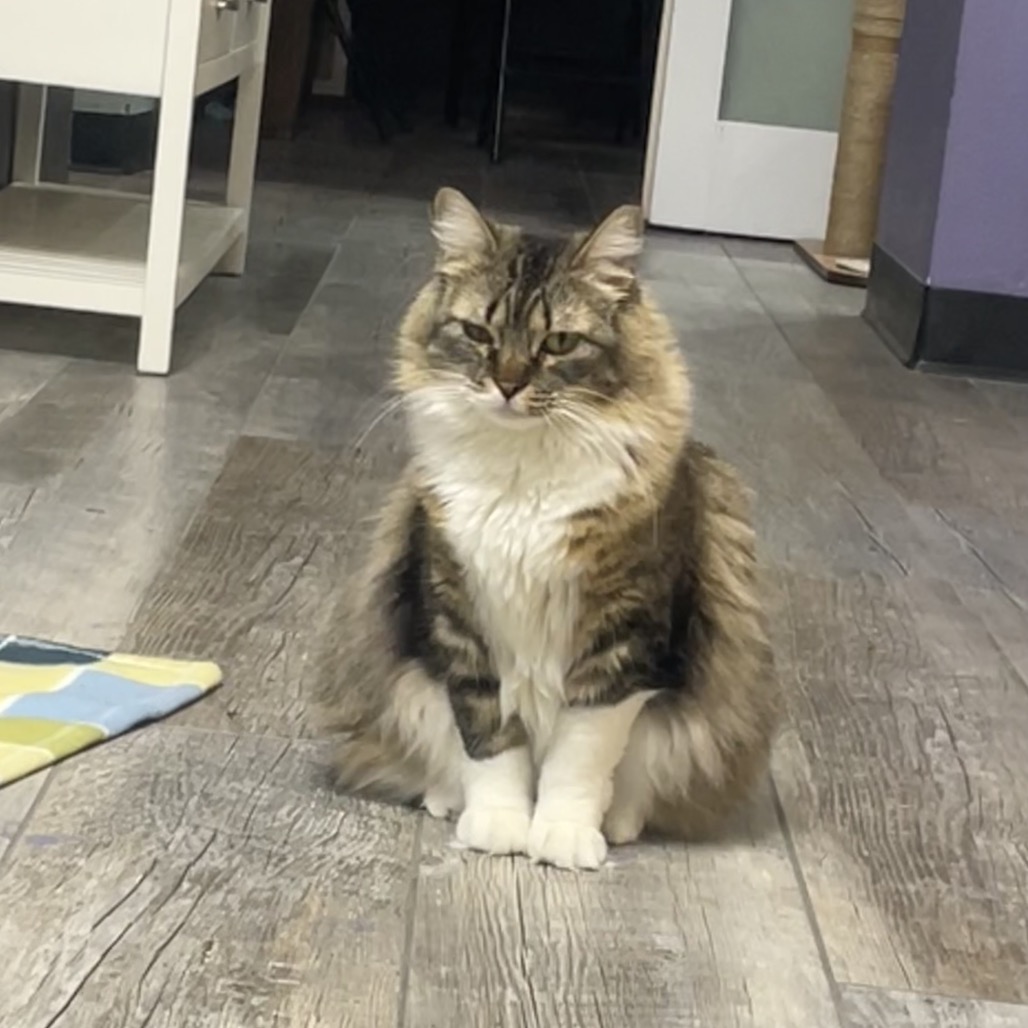 Maya, photo 1 of 7