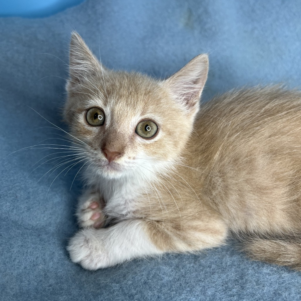 BUDDY - Domestic Shorthair available for adoption