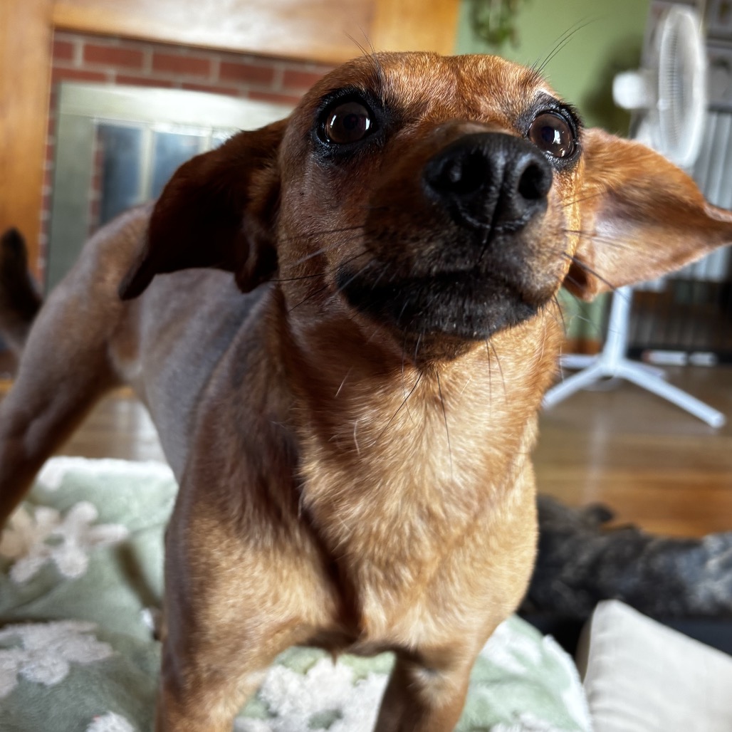 Daffodil(Dilly), photo 41