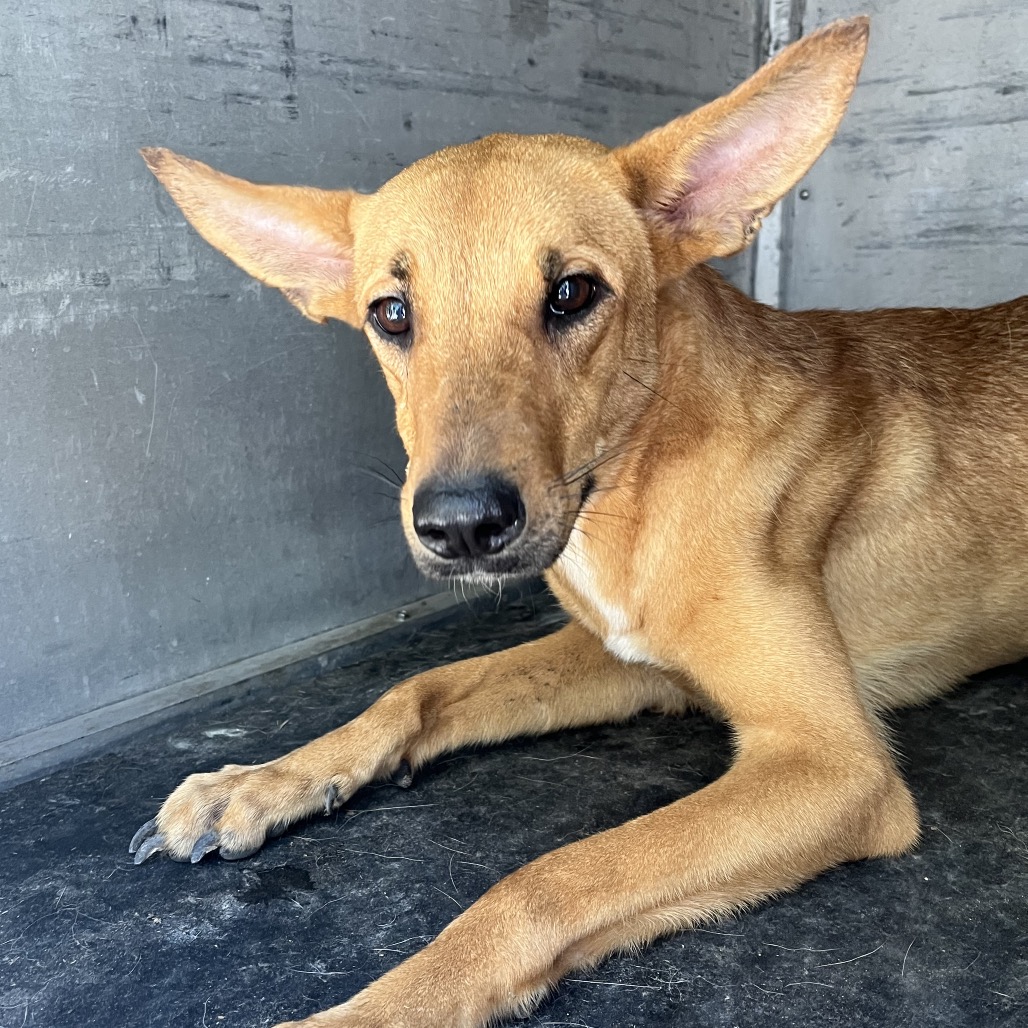 LADY FLASH - Retriever, Labrador / Mix available for adoption