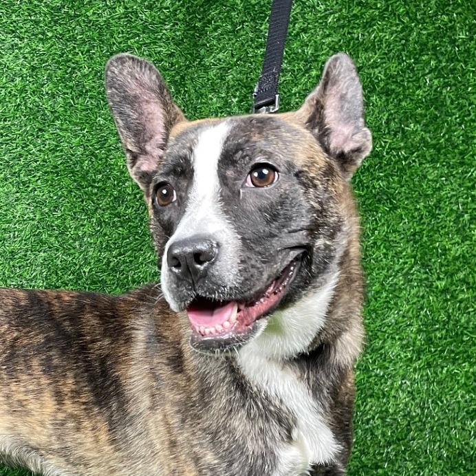 Taffy — thumbnail 5