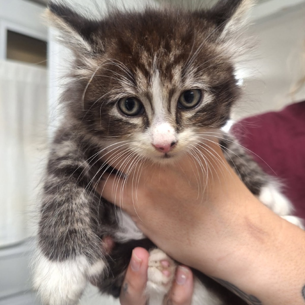 Fluffernutter
