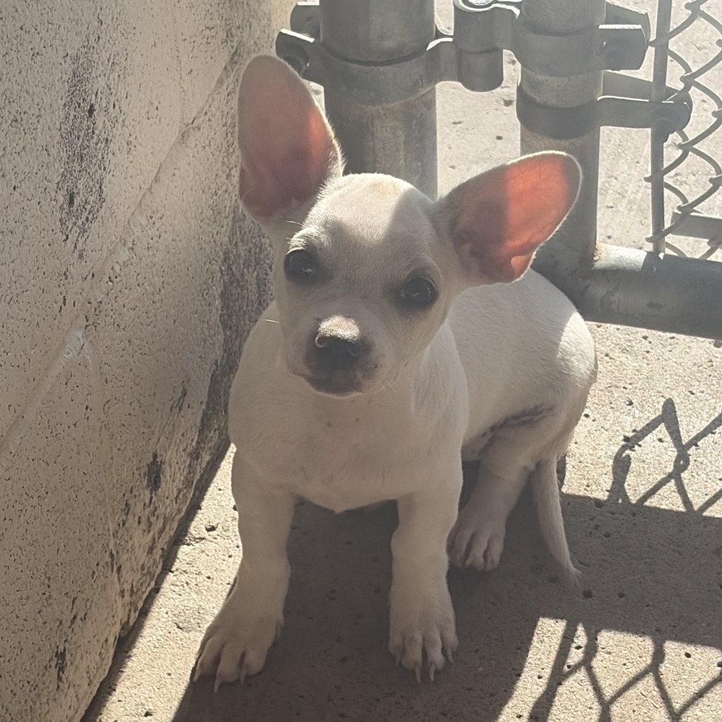 TOOTSIE ROLL - Bulldog / Mixed Breed (Medium) available for adoption
